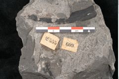Foto (Detailansicht) von Equisetum ungeri Ettingshausen (NHMW-GEO-2024-0188-10555)